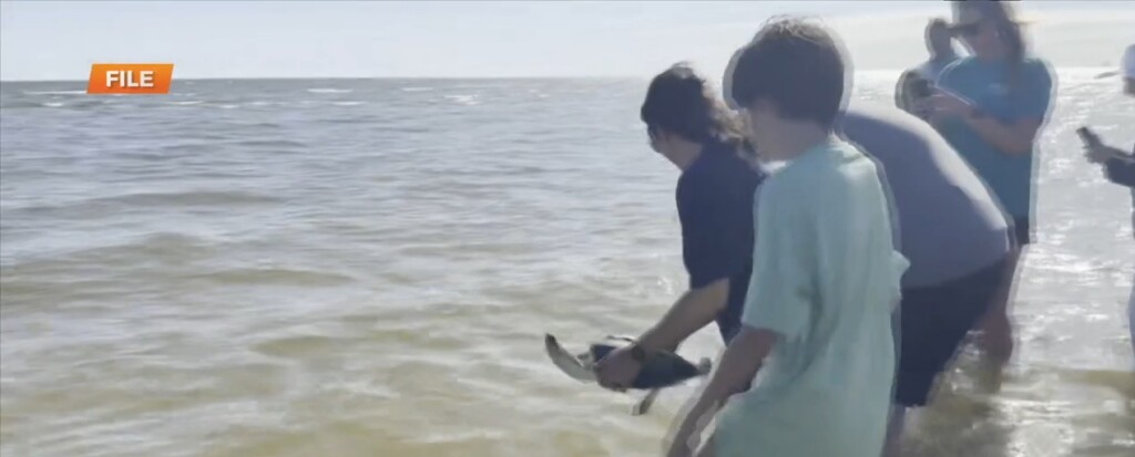 Mississippi Aquarium Releasing Turtles Thursday
