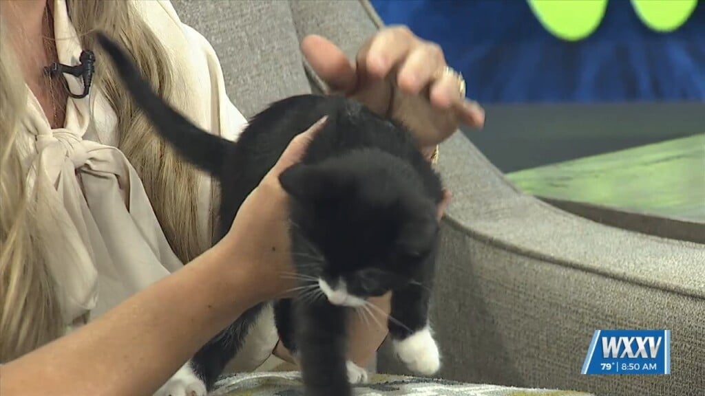 Pet Of The Week: Fisher And Sawyer Looking For A Forever Home!