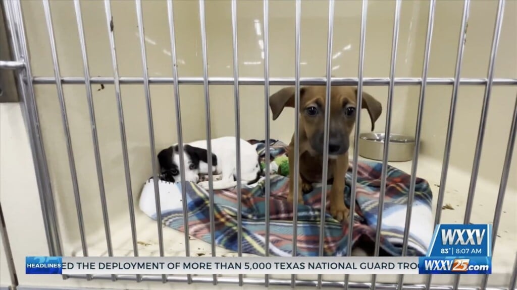 Jackson County Animal Shelter Overwhelmed: Community Urged To Step In