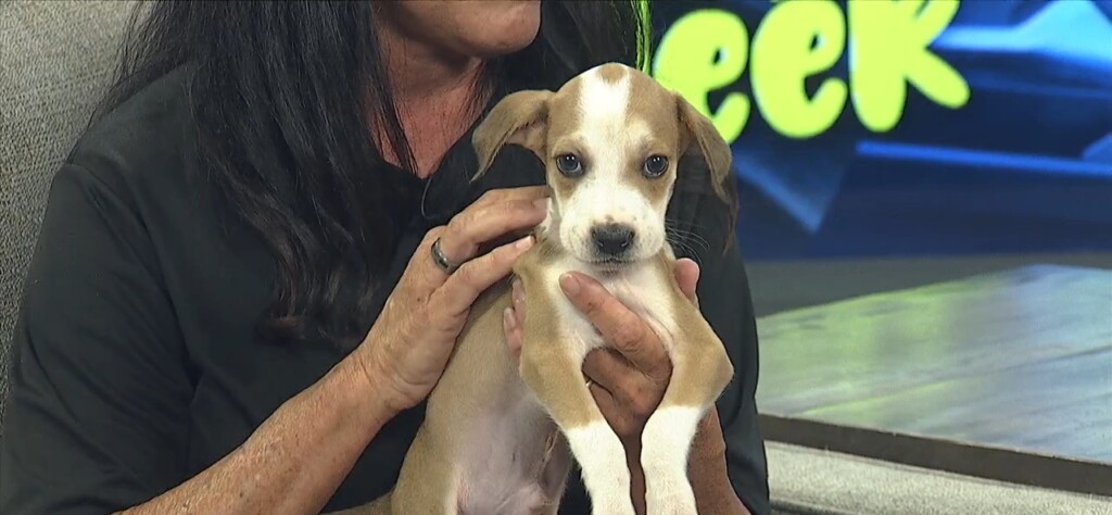 Pet Of The Week: Mudball Is Looking For A Forever Home!