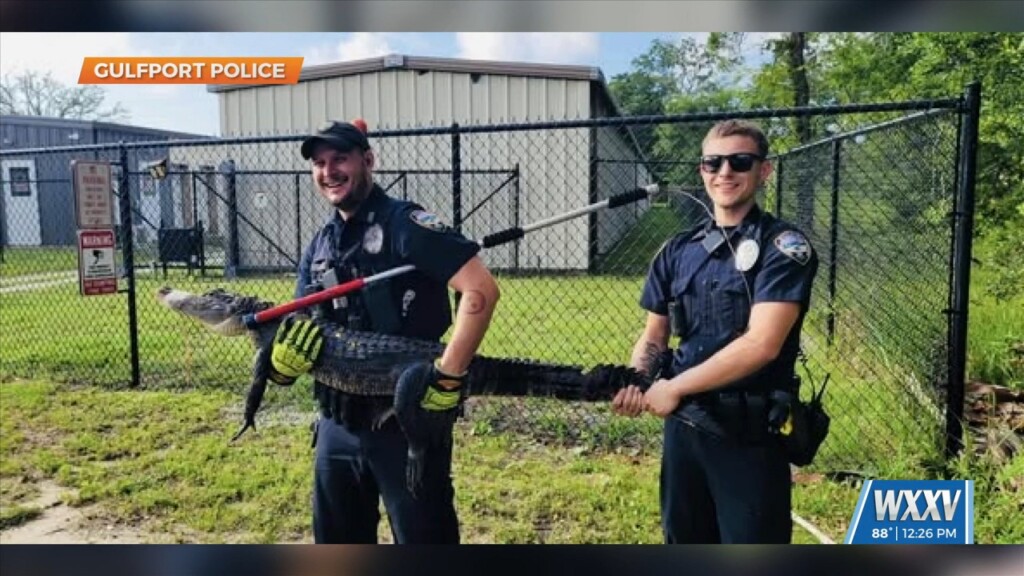 Gulfport Police Pick Up Alligator From School