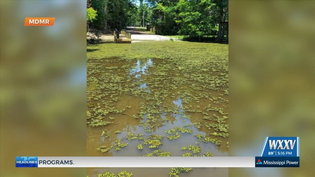 Mdmr Issues Salvinia Alert On Pascagoula River