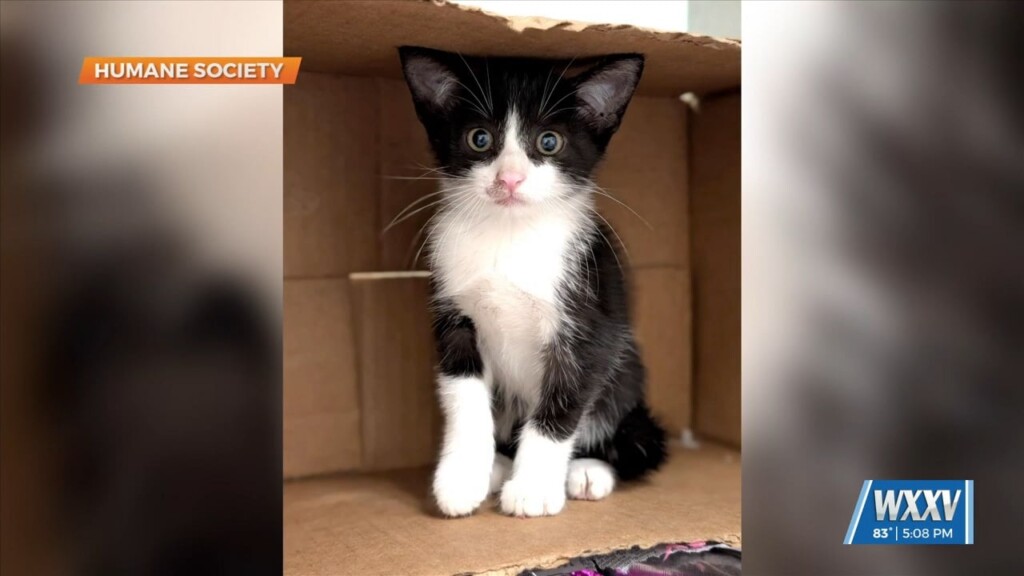 Humane Society Of South Ms Offering $15 Cat Adoptions