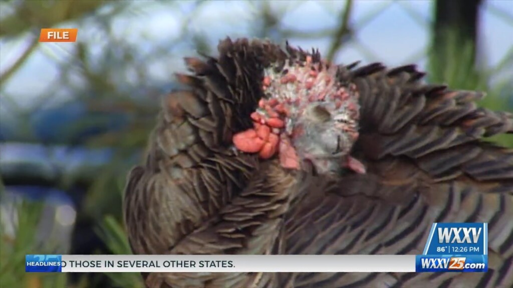 Mississippi Wild Turkey Stamp And Art Contest
