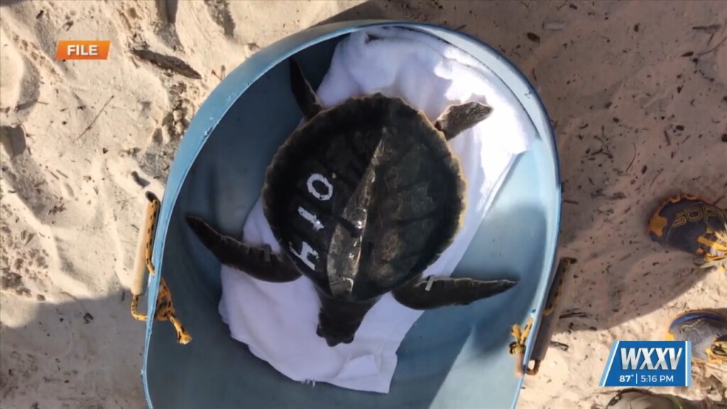 Turtle Released Scheduled For Friday