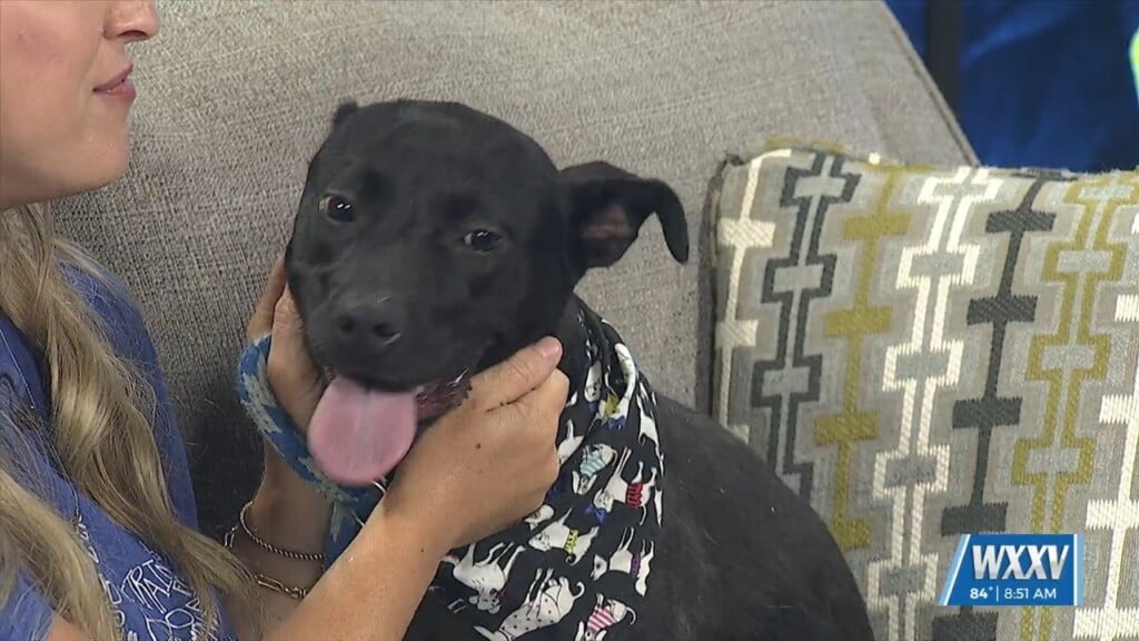 Pet Of The Week: Moona Is Looking For A Forever Home!