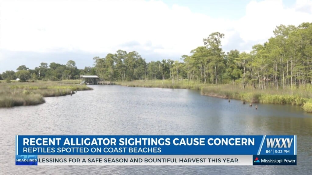'it's Not Uncommon, But It's Not Common Either:' Moss Point Animal Control Officer Discusses Alligator Sightings On Beaches