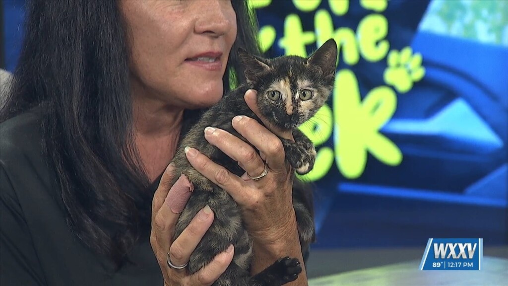 Pet Of The Week: Milkshake Is Looking For A Forever Home