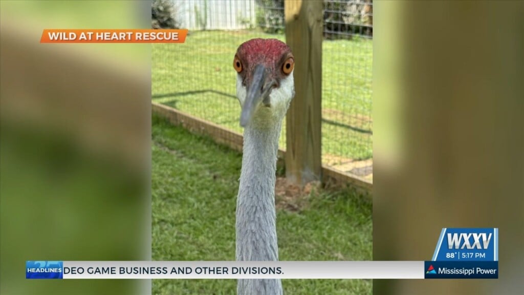 Wild At Heart Rescue Announces Sandhill Crane Finds Forever Home