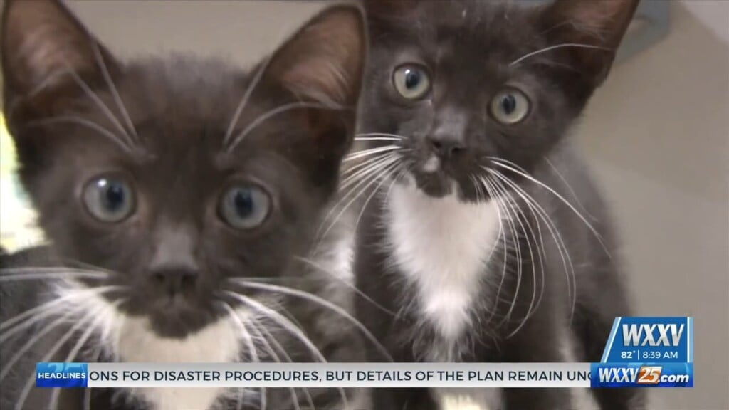 Clear The Shelters Campaign Underway At Humane Society Of South Mississippi
