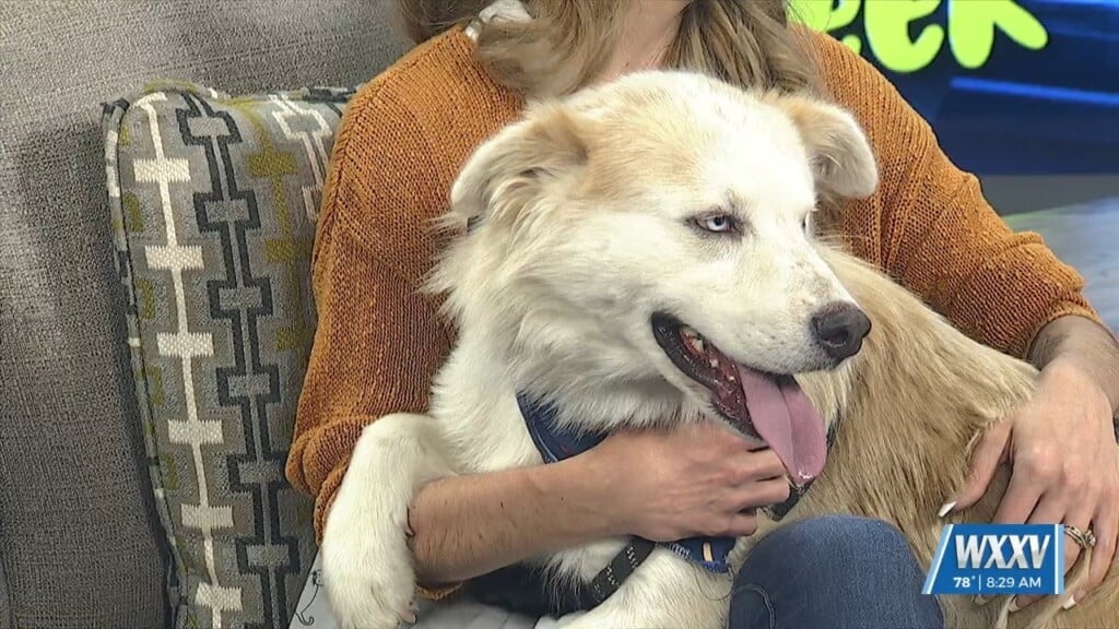 Introducing This Week's Pet Of The Week