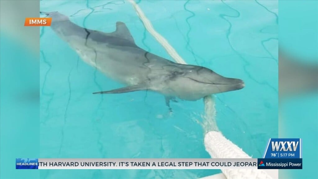 Imms Shares Update On Rehabilitated Dolphin