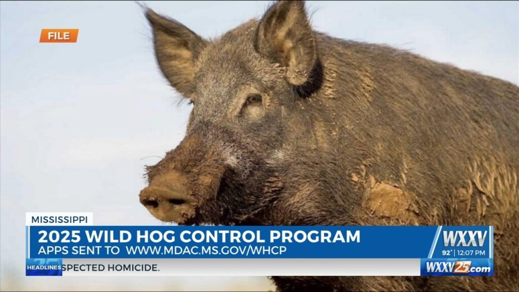Applications Opening For 2025 Wild Hog Control Program