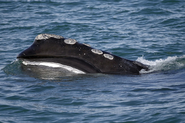 Whales