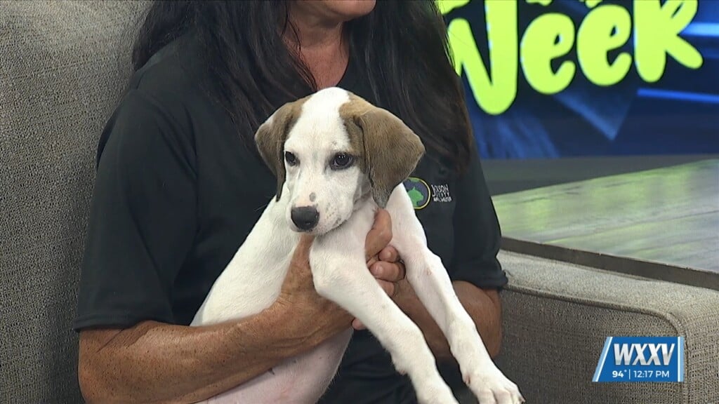 Pet Of The Week: Skittles Is Looking For A Forever Home
