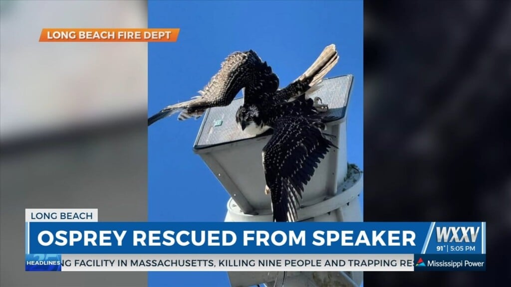 Long Beach Firefighter Rescues Osprey From Speaker