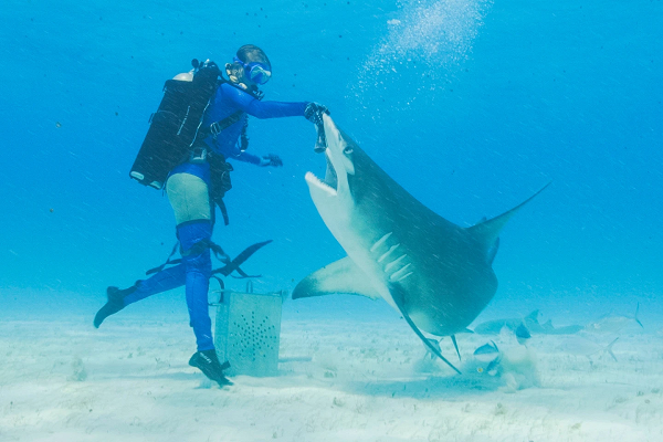 Shark Week