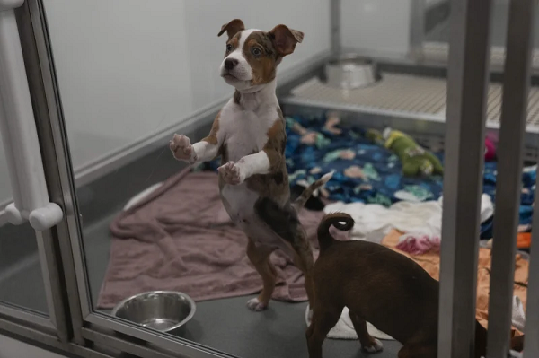 Dogs