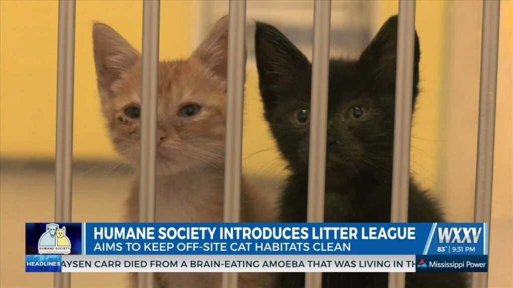Humane Society Of South Mississippi Introduces Litter League Program