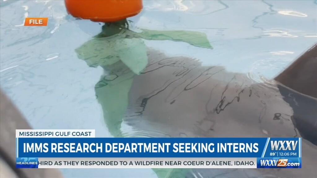 Imms Looking For Fall 2025 Interns