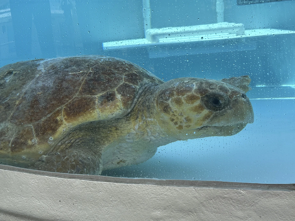 Turtle
