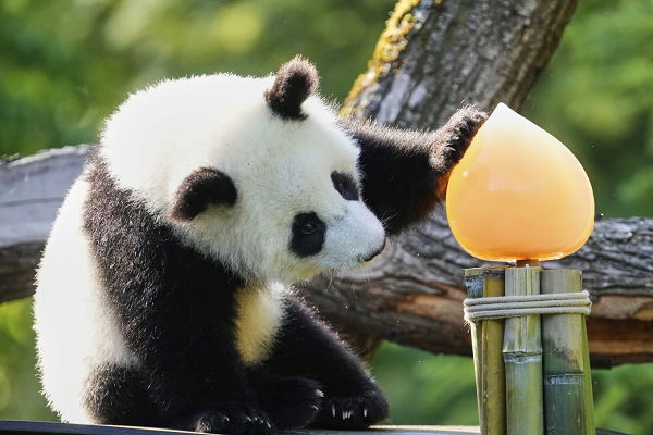 Panda