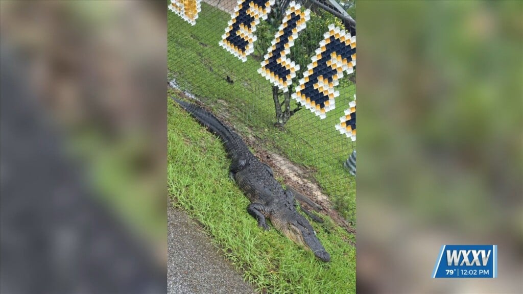 Alligator Spotted At Gautier Elementary School