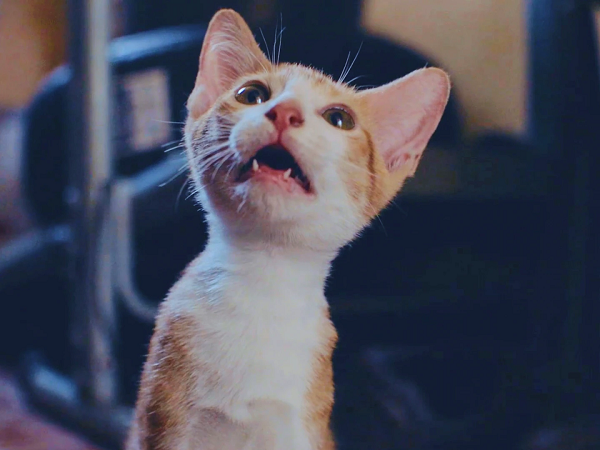 Cat Videos