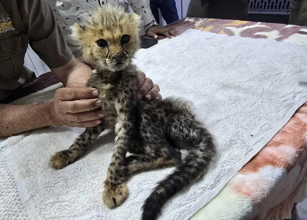 Cheetah