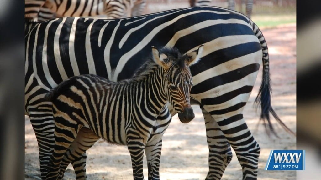 Zebra Foul Born At Hattiesburg Zoo