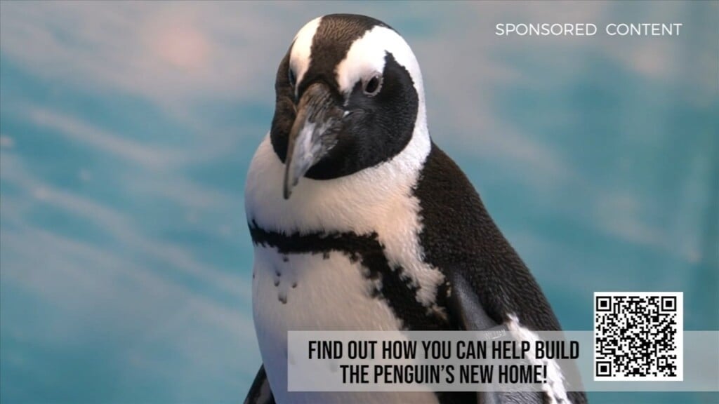 Wild Wonders: Penguins