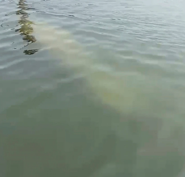 Manatee