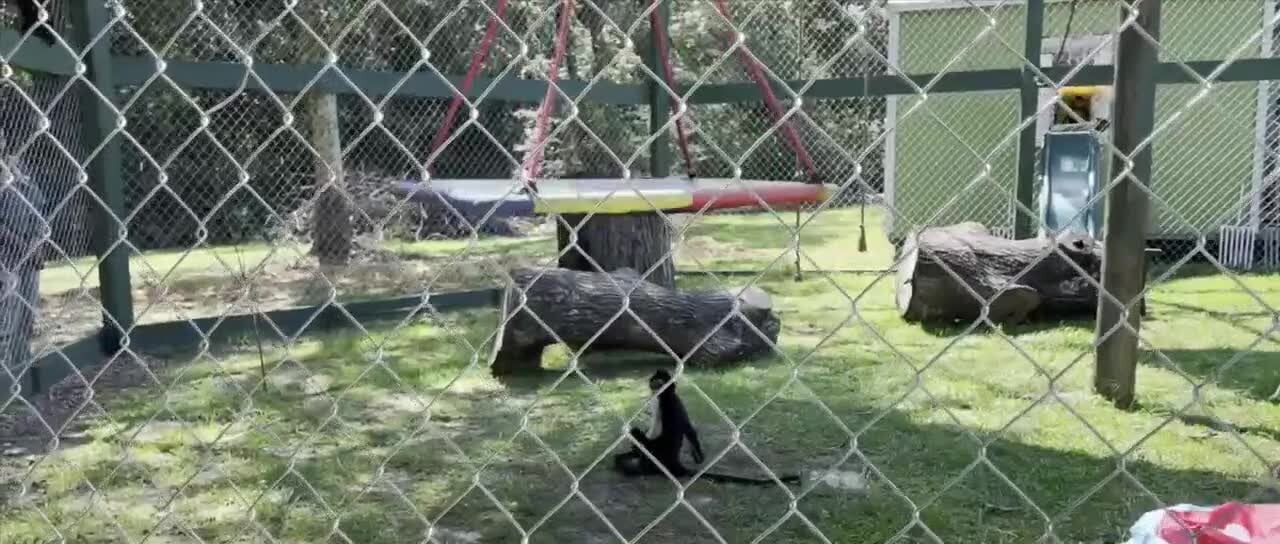 Gulf Coast Primate Sanctuary: Mississippi’s Only Primate Refuge Supporting PTSD Recovery and Fighting Exotic Pet Trade