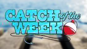 Catch Of Week Featured Content Graphic