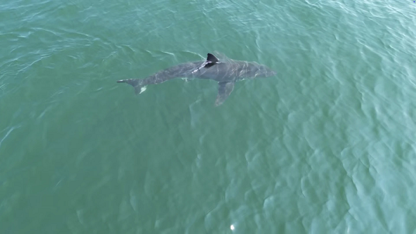 Shark