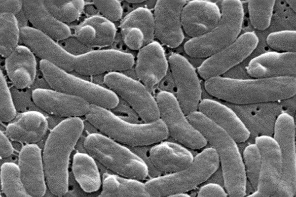Vibrio