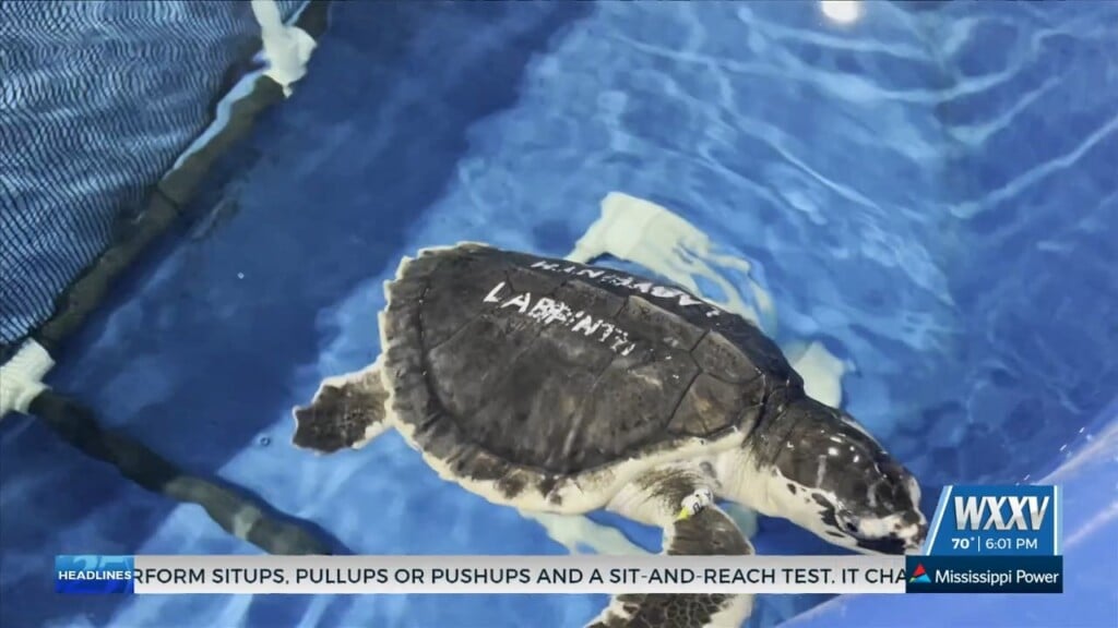 Behind The Scenes Look At Rehabilitation Of Cold Stunned Turtles At Ms Aquarium