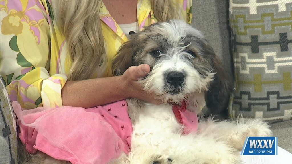 Humane Society Of South Mississippi Holding Wicked Roll N Rollover 2025