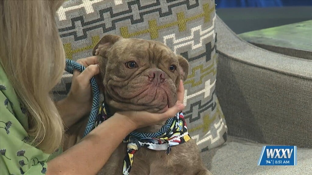 Pet Of The Week: Perry Is Looking For A Forever Home