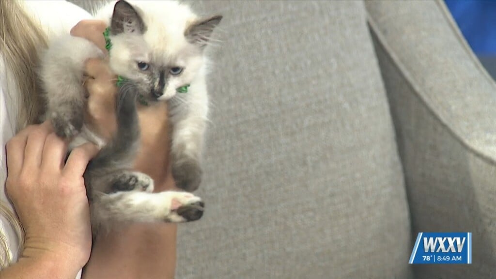 Pet Of The Week: Elphaba Is Looking For A Forever Home!