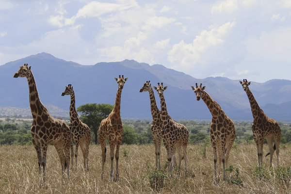 Giraffes
