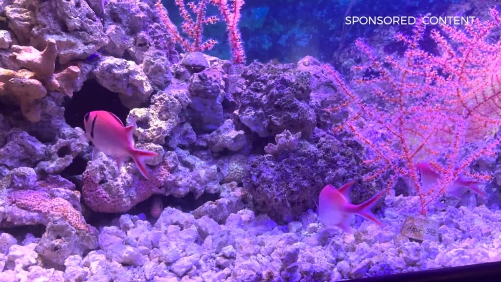 Wild Wonders Exploring Coral