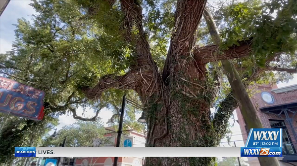Os Oak Tree
