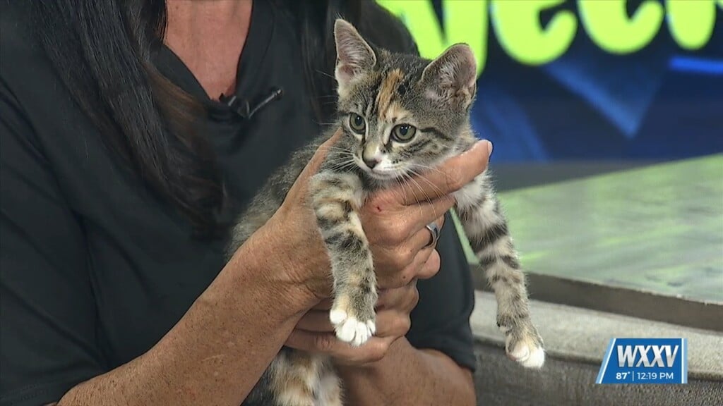 Pet Of The Week: Destiny Is Looking For A Forever Home!