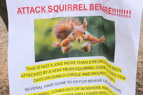 Squirrel