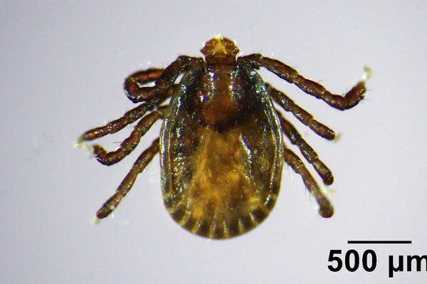 Tick