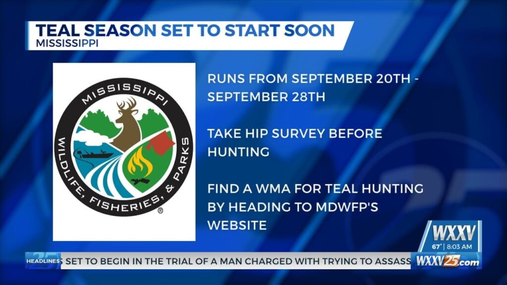 Teal Season Set To Start In Mississippi