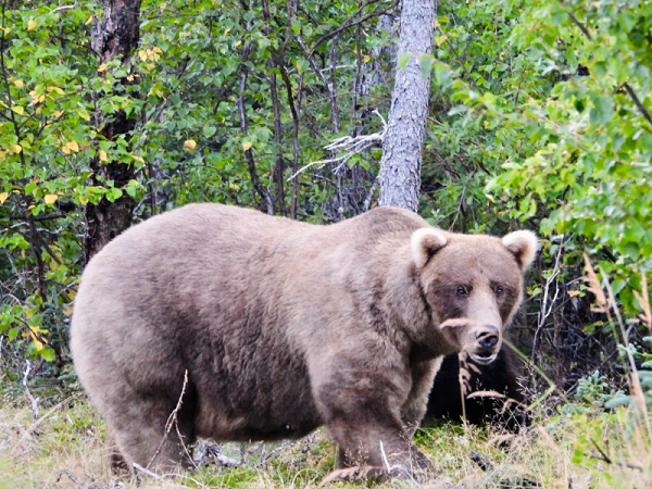 Fat Bear
