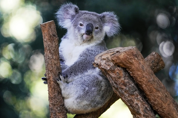 Koala