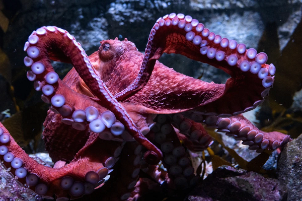Octopus